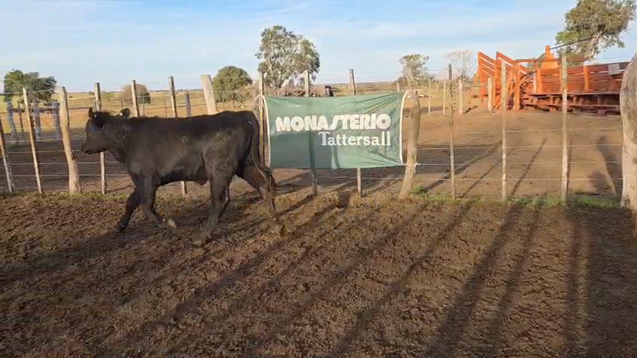 Lote 90 Novillitos en Rosario Del Tala - ER