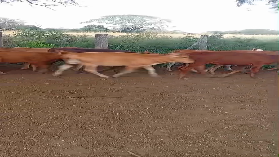 Lote 78 Terneros/as en Chaco, Laguna Blanca