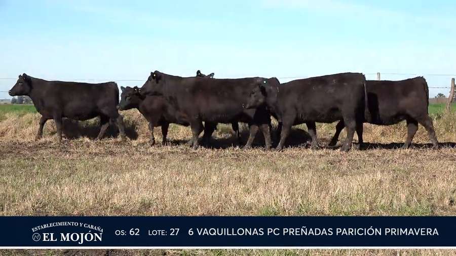 Lote NEGRAS PREÑADAS PARICIÓN PRIMAVERA