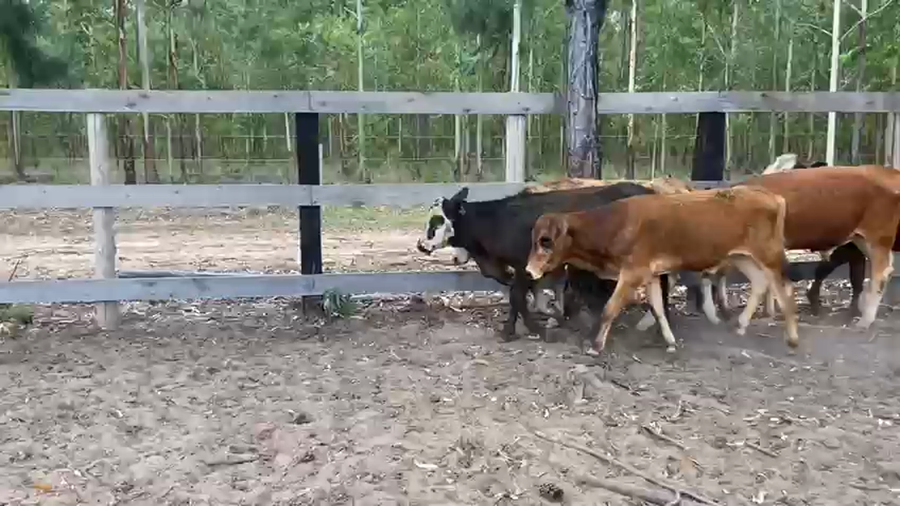 Lote 18 Terneros en Corrientes, Saladas