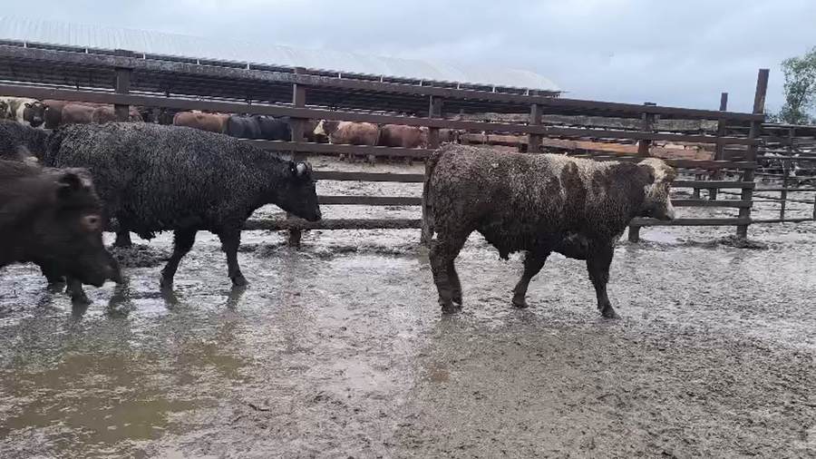Lote 20 Novillo Gordo en Los Ángeles, VIII Región Biobío