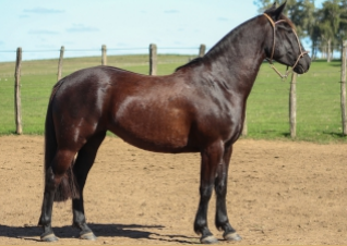 Lote HEROÍNA DE LA COLINA