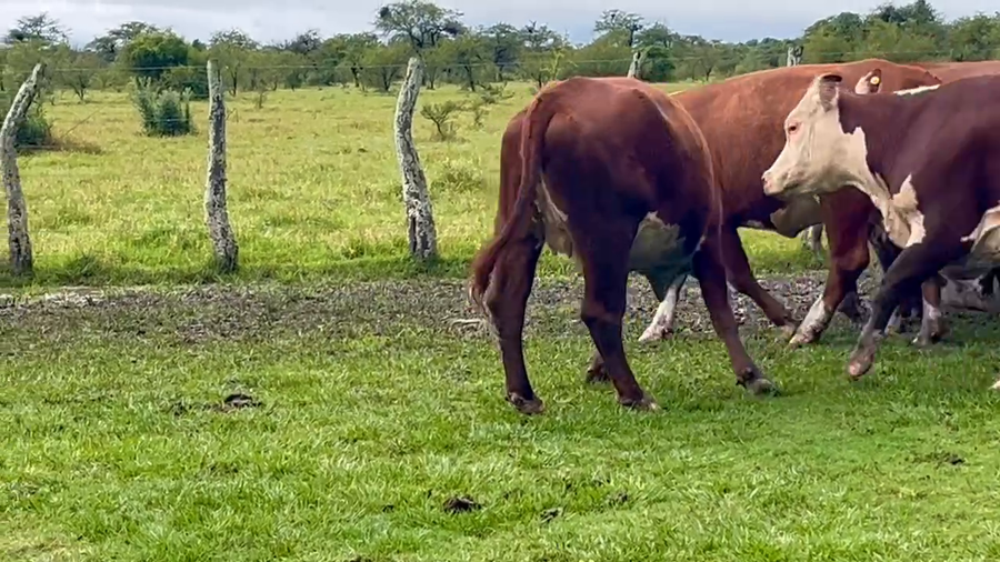 Lote 29 Vacas nuevas C/ gtia de preñez