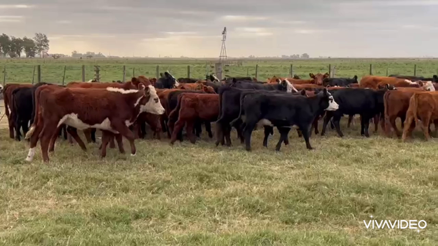 Lote 100 Terneras en Dolores, Buenos Aires