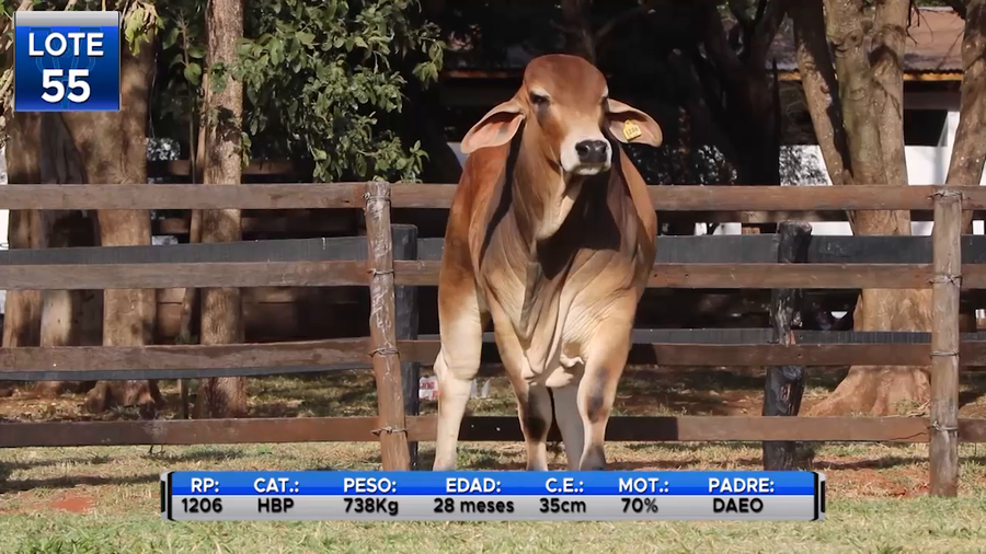 Lote TOROS BRAHMAN  -LOTE 55