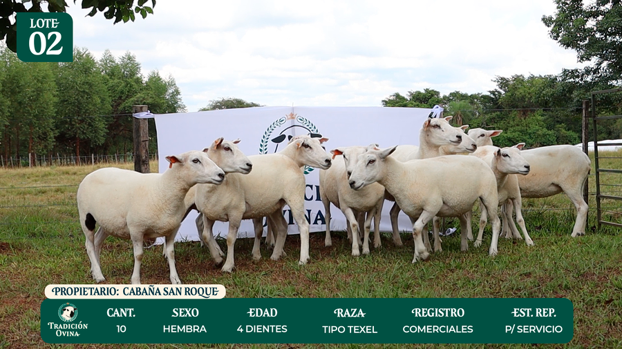 Lote LOTE 2 - POR PANTALLA