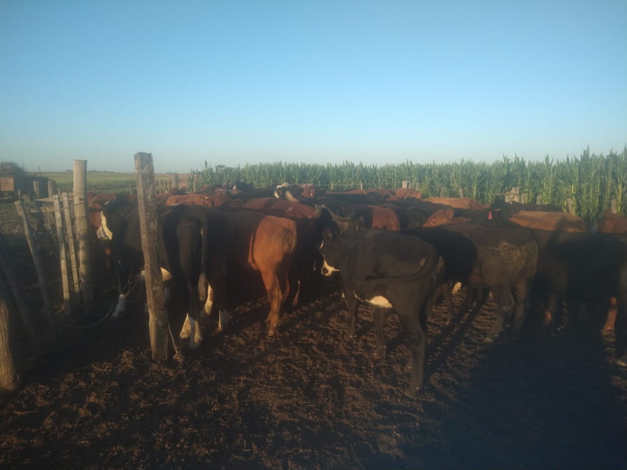 Lote 36 Vaquillonas en Buenos Aires