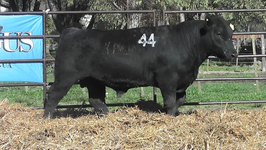 Lote ANGUS PURO CONTROLADO