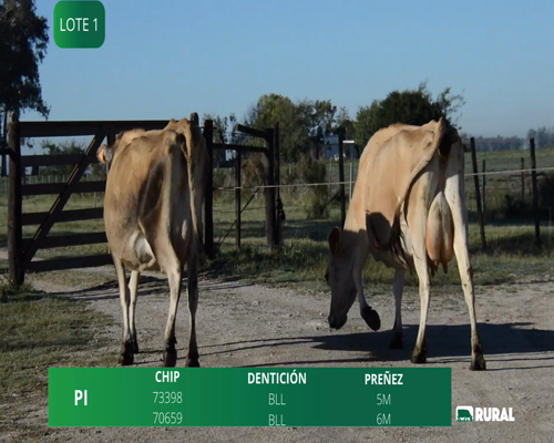 Lote VACAS EN PRODUCCIÓN PREÑADAS