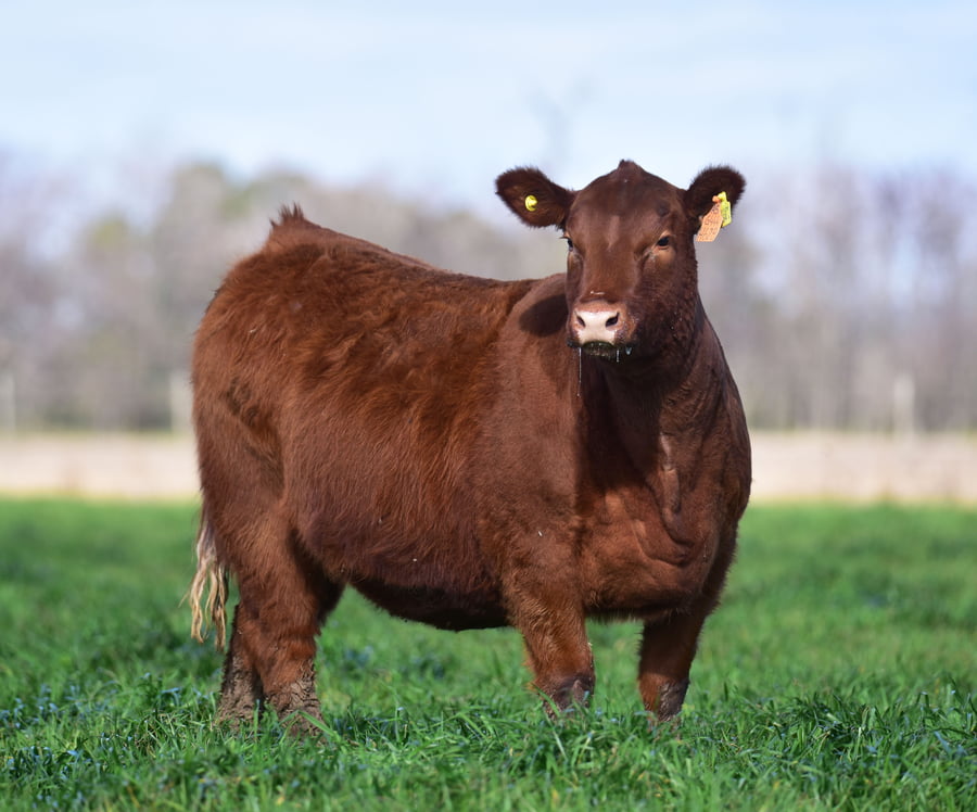 Lote VAQUILLONA PP H628