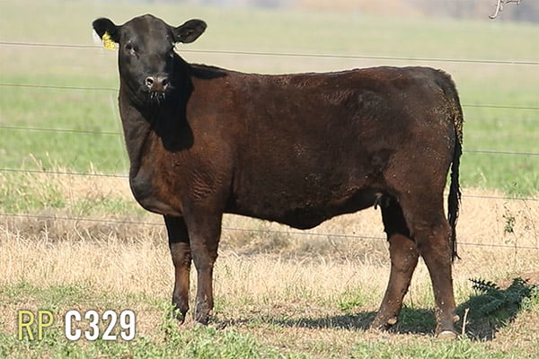 Lote 3 TERNERAS PURAS DE PEDIGREE