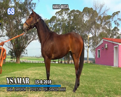 Lote YSAMAR