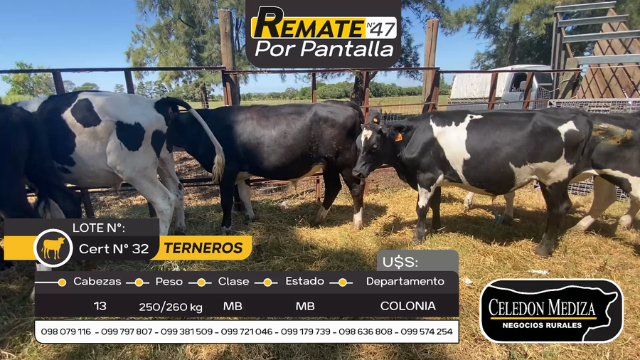Lote 13 Terneros en Otra Localidad, Colonia