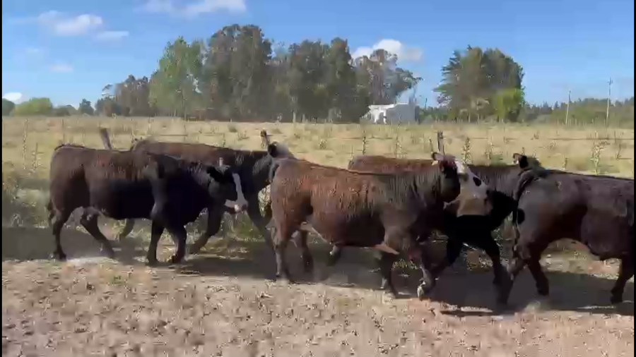 Lote 50 Vaquillonas 1 a 2 años en Sauce, Canelones