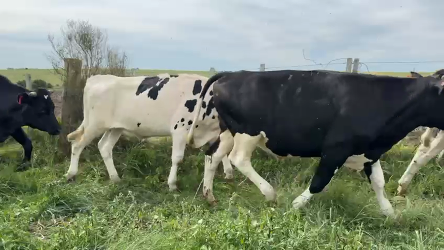 Lote NOVILLOS 1 a 2 AÑOS