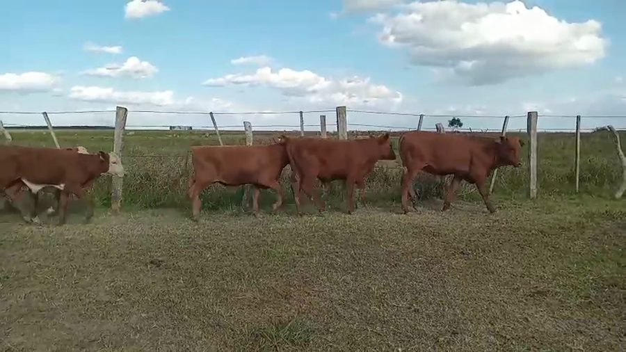 Lote 130 Terneros en Corrientes, Paso de Los Libres
