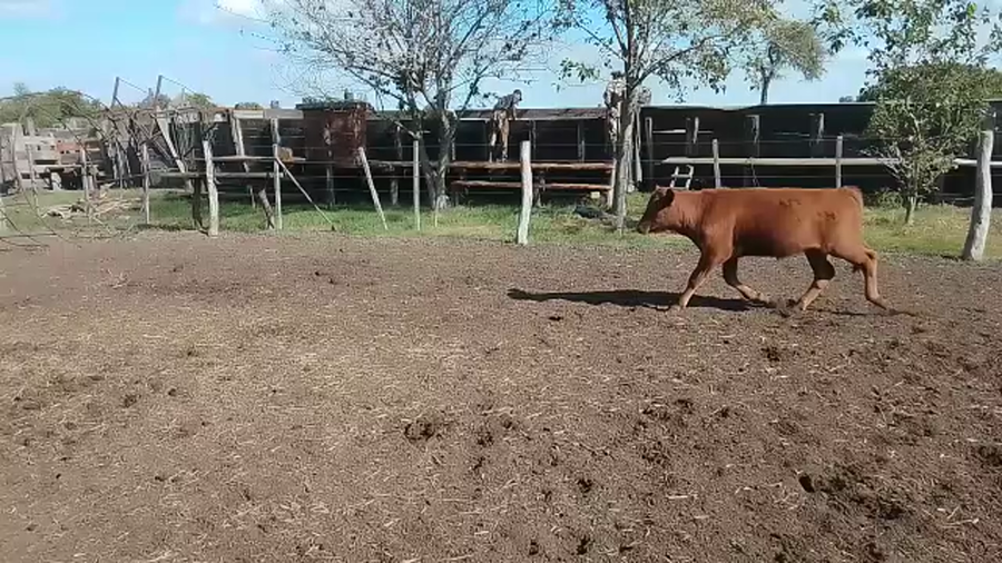 Lote 90 Terneros Brangus en Naré, Santa Fe