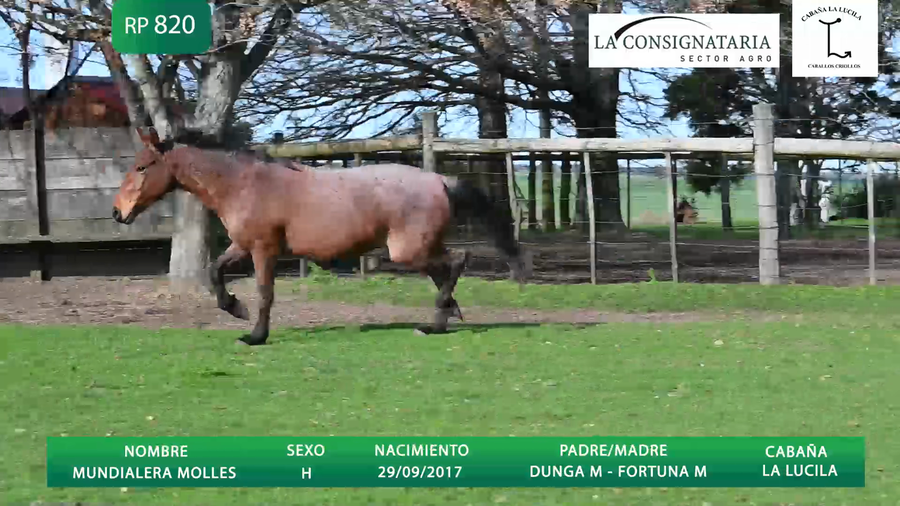 Lote MUNDIALERA MOLLES