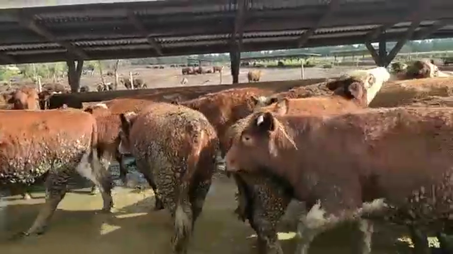 Lote 40 Vaquilla Gorda en Los Ángeles, VIII Región Biobío