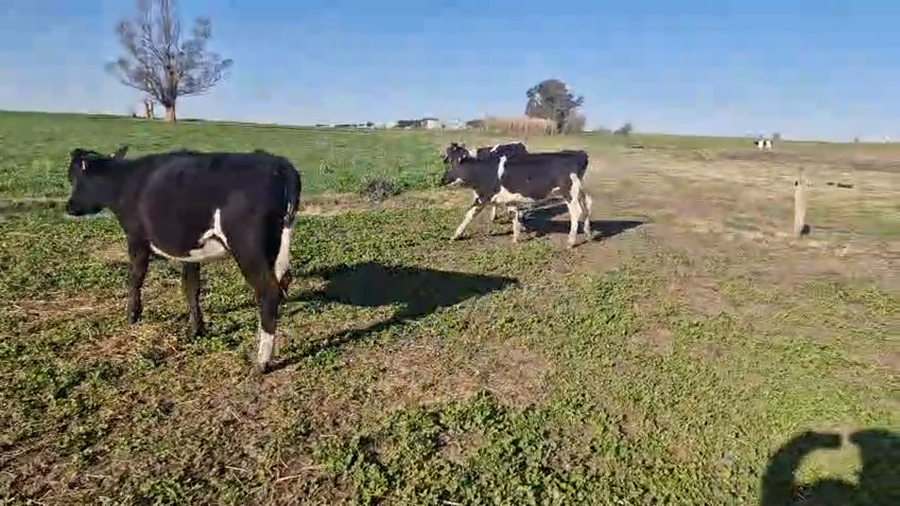 Lote 5 Terneras a remate en Pantalla Aniversario - Escritorio Camy, San José