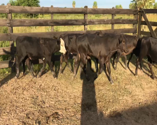 Lote 120 Terneros/as en Misión San Fco., Formosa