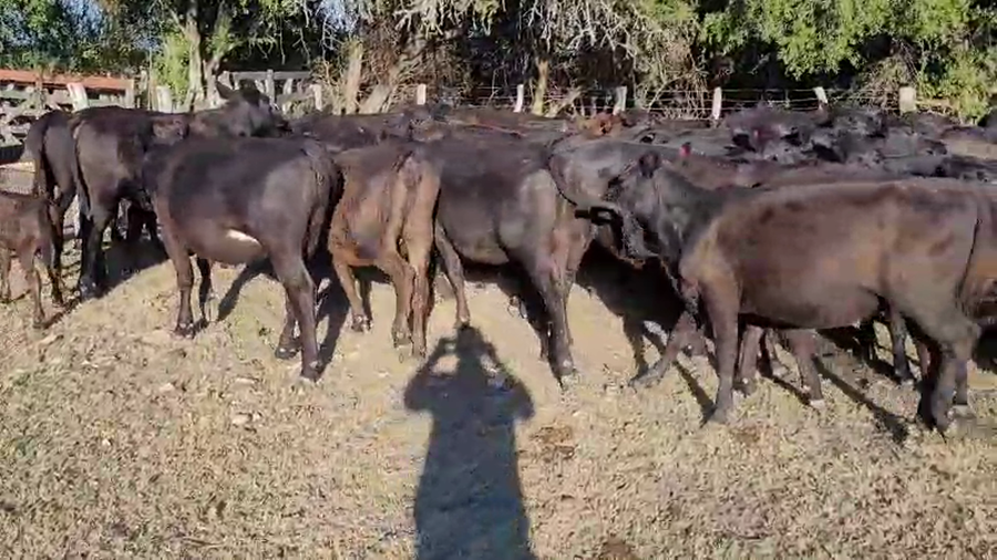 Lote 80 Vaquillonas en Villaguay, Entre Ríos