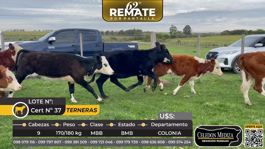 Lote 9 Terneras en La Laguna, Colonia