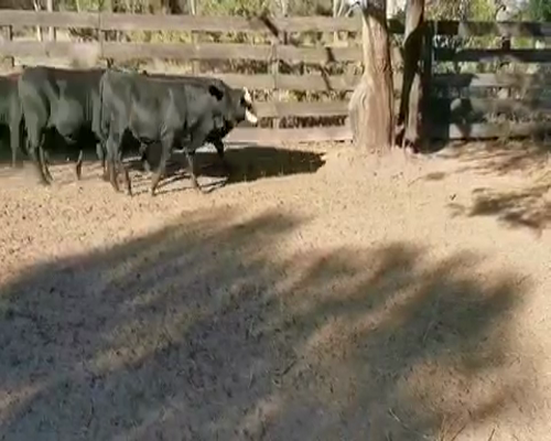 Lote 100 Terneros/as en Juan José Castelli, Chaco