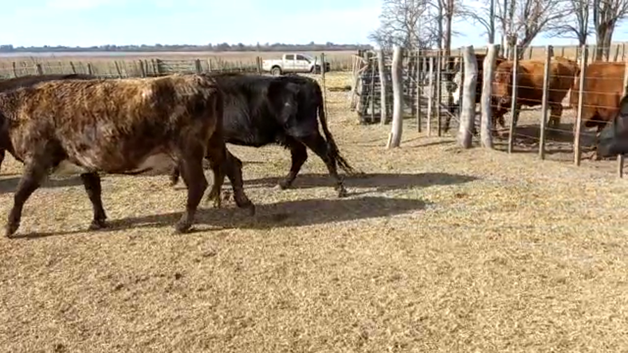 Lote 34 Vacas usadas preñadas en Daireaux, Buenos Aires