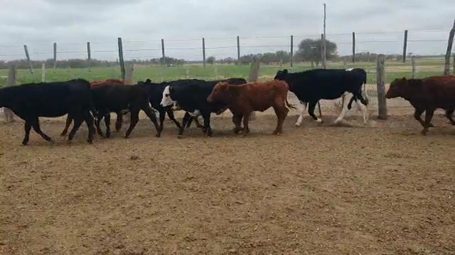 Lote 180 Terneras Braford y Cruzas Británicas en Providencia, Santa Fe