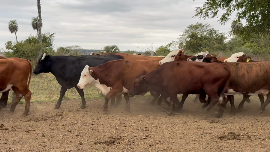 Lote 36 Vacas de invernar en Corrientes, Yataití Calle