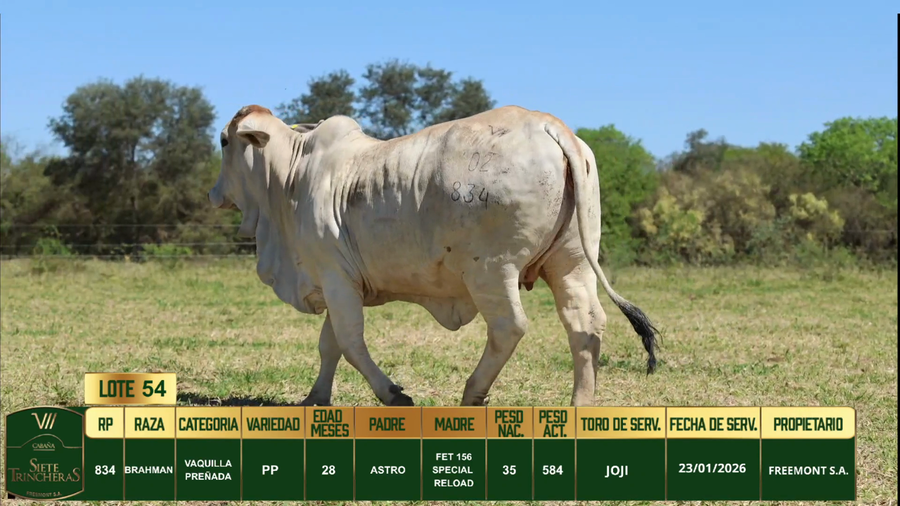 Lote LOTE 54