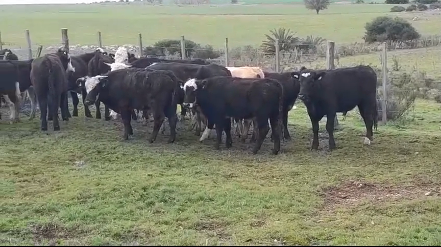 Lote (Vendido)14 Novillos 1 a 2 años HEREFORD/ ANGUS a remate en #35 Pantalla Carmelo 310kg -  en SAN PEDRO