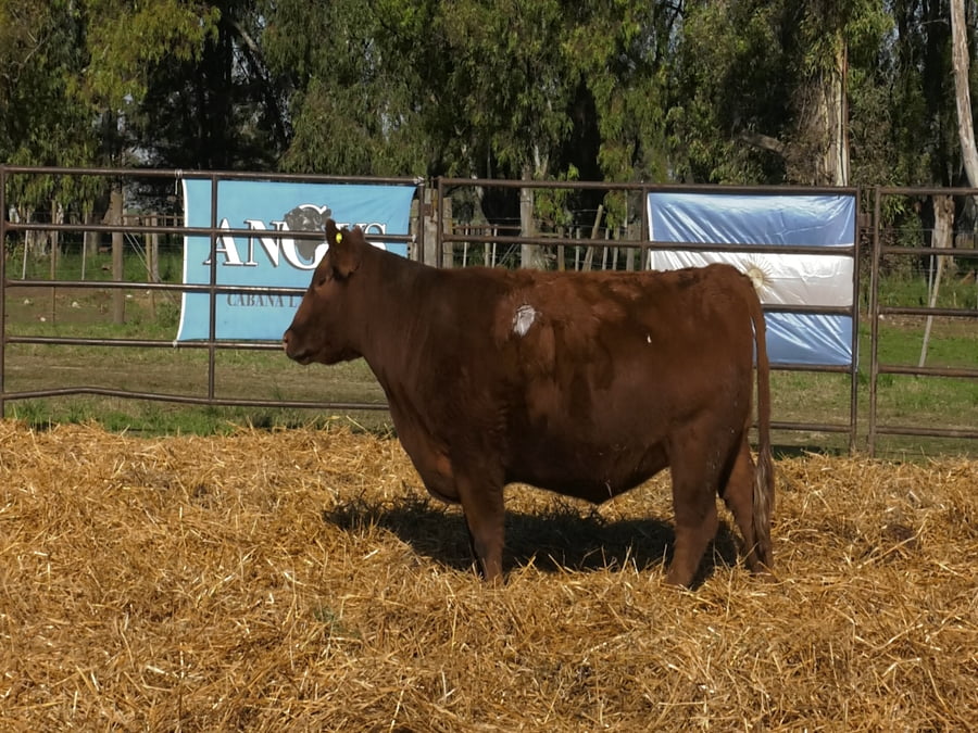 Lote VAQUILLONAS ANGUS  PP