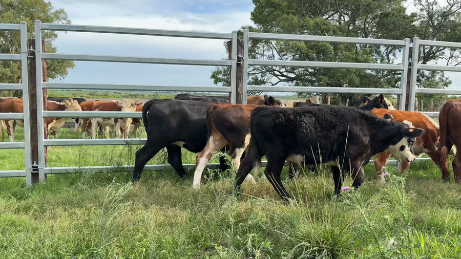 Lote TERNEROS Y TERNERAS