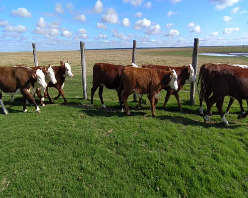 Lote 70 Terneras en Chavarría, Corrientes