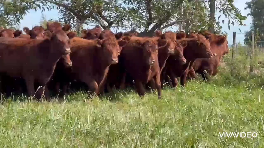 Lote 70 Terneras en Dolores, Buenos Aires