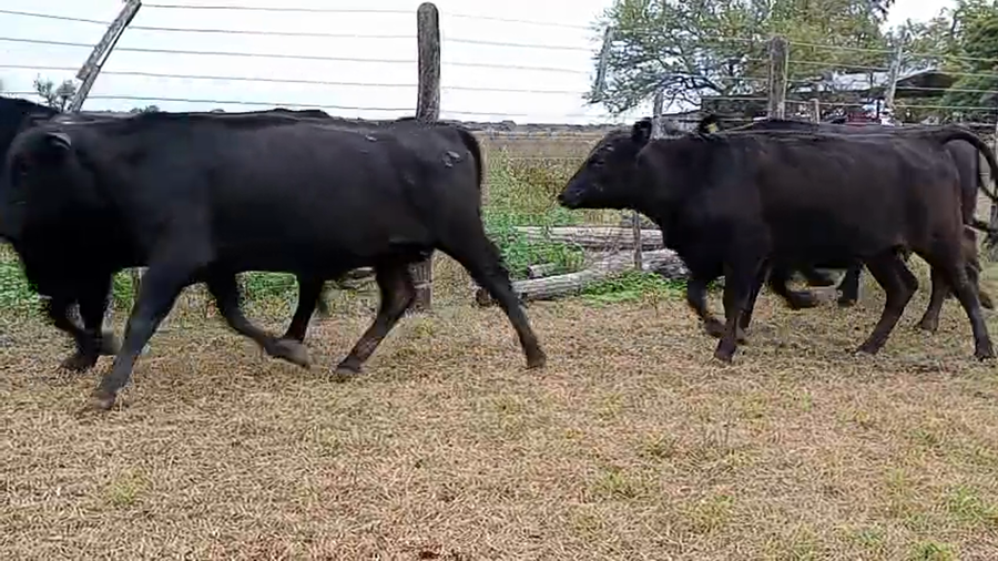 Lote 17 Vaquillonas preñadas Negras y Pampas negras en Calchaquí, Santa Fe