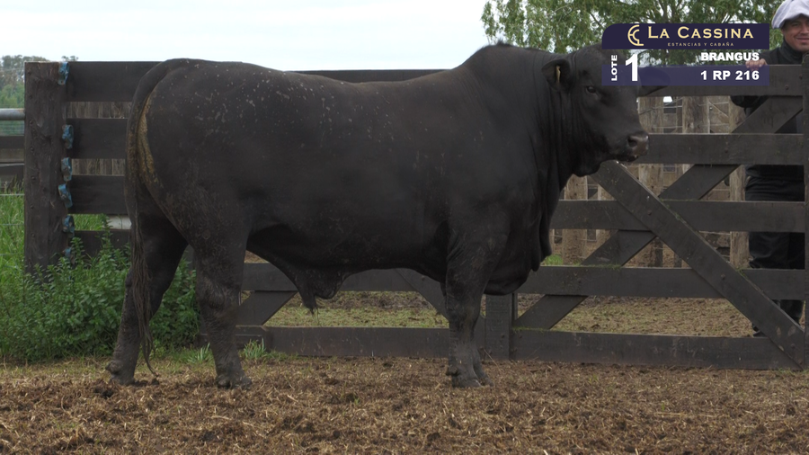 Lote TORO BRANGUS