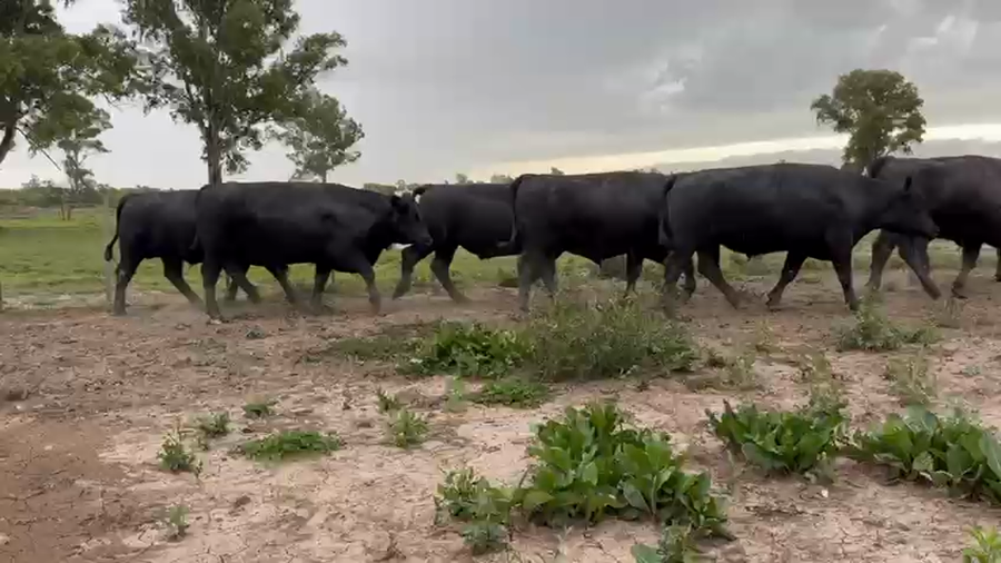 Lote 34 Novillos exportación