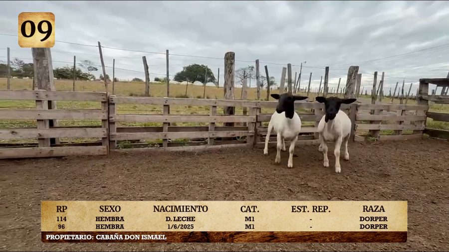 Lote LOTE 9