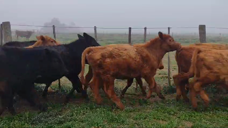Lote 23 Terneros en Pehuajo