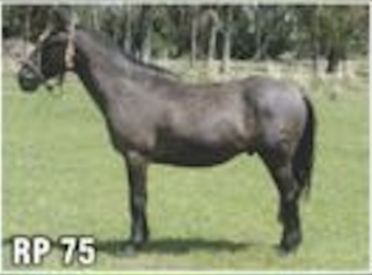 Lote REZONGO DEL QUEBRACHAL