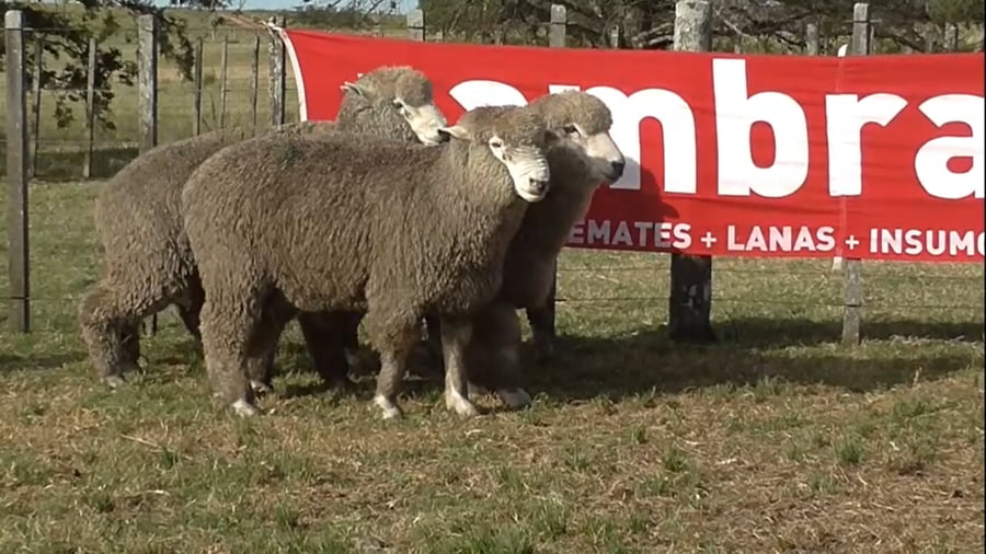 Lote 5 carneros 2 dtes MO 295-274-076-288-291