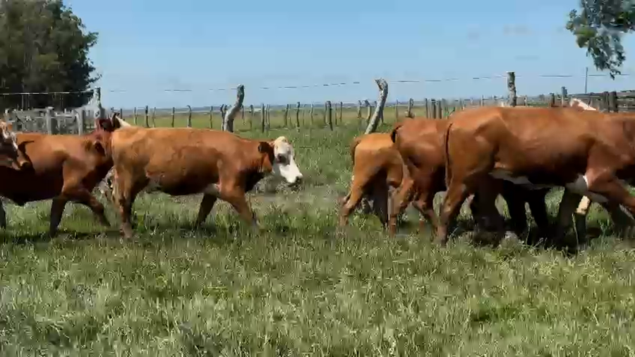 Lote 60 Vaquillonas C/ servicio