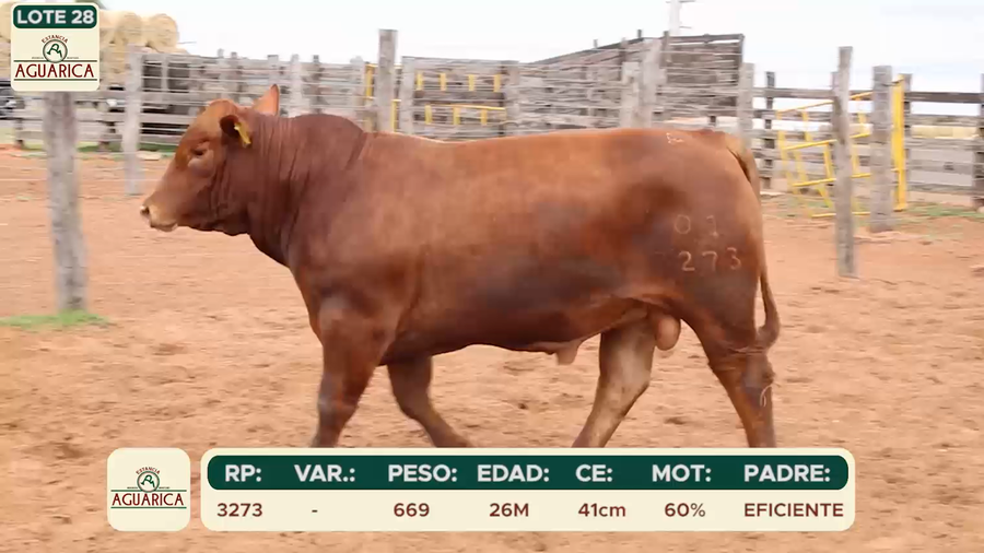 Lote LOTE 28