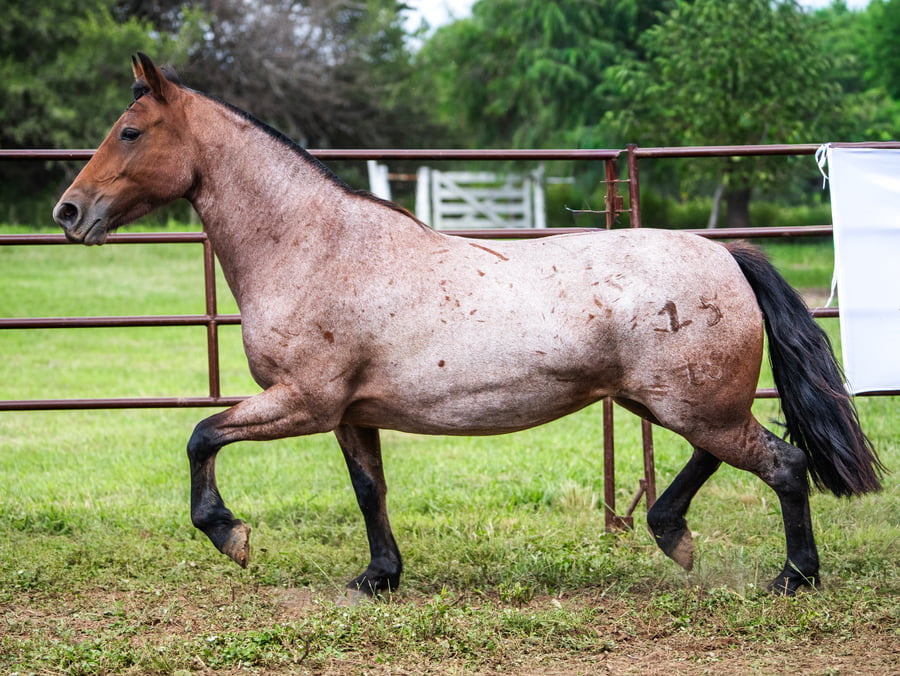 Lote BOZALEJO GAVIOTA