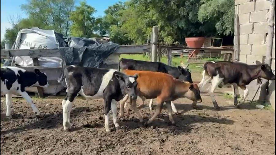 Lote TERNEROS