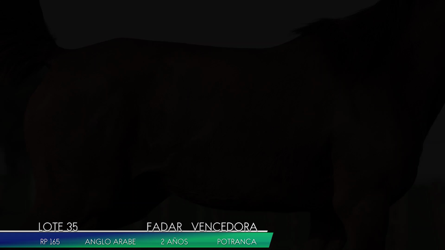 Lote FADAR VENCEDORA