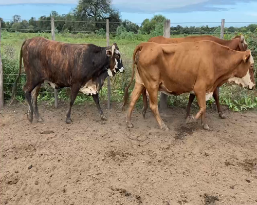 Lote 69 Vacas de invernar en Pirané, Formosa